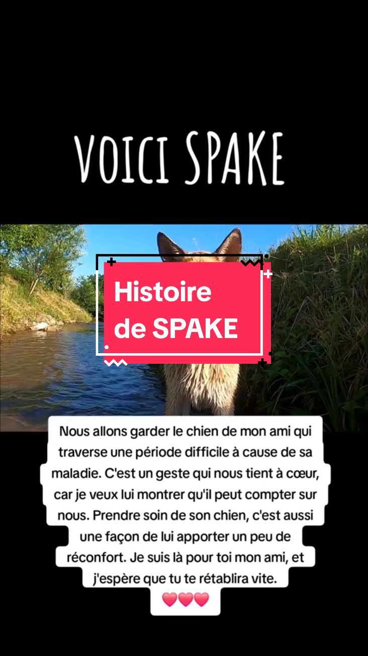 Prendre soin de son chien, c'est aussi une façon de lui apporter un peu de réconfort dans cette épreuve. On pense fort à toi !😥😥 #chien #amitié #tristesse 