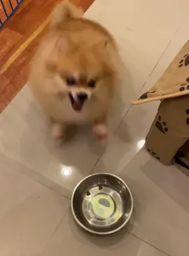 Pretending to put my dog on diet challenge😂#foryou #funnydog 
