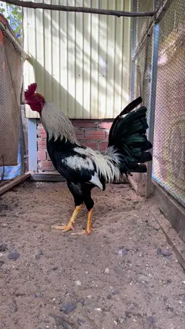 The Best Rooster Vietnam USA Bread  #បក្សីកីឡា #ចិញ្ចឹមដោយក្ដីស្រលាញ់ #មាន់ជល់ #បក្សីកីឡាផ្លែដែក #មាន់ផ្លែកដែក #roostercrowing #vietnam #chiken #rooster #usa 