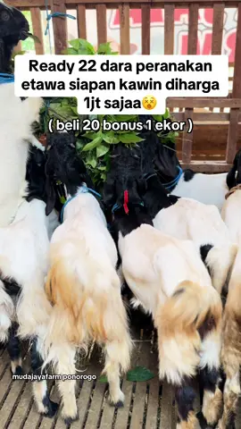 Monggo digass Wa 081234703493  🫵🏻 . #peternakmuda #kambingperanakanetawa #peternakkambingpe #peranakanetawa #peternakmilenial #fyppppppppppppppppppppppp #kambingmurah #goat #mudajayafarmponorogo #kambingjantanmurah #peternakkambingindonesia #sobatngaret 