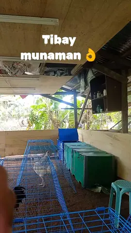 malapit na laban niyo sana palarin kayo 6stagderby november 8👌🙏#boundarygamefarm #batangsabongero🐓 #fypシ 