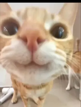 Улыбающиеся кот #рыжийкот #рек #cat 