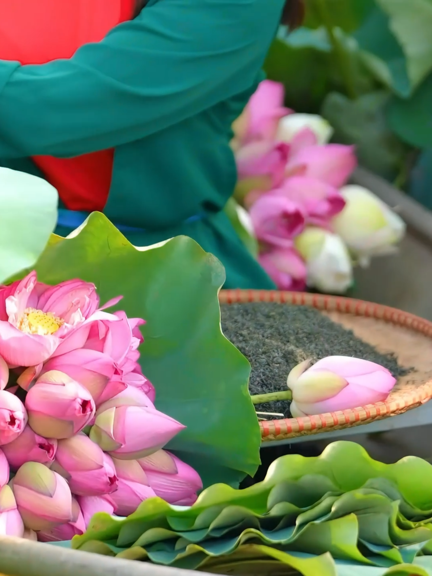 Hợp Tác Xã Chè Hảo Đạt / Tân Cương - Thái Nguyên#hoptacxachehaodat #thainguyen #dulichcongdong #dulichvietnam