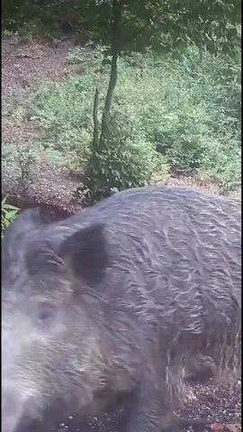 Our most viewed videos from trailcam #trailcam #fotopulapka #vadkamera #wildkamera #nature #wildlife #wildlifephotography #wildanimals #forest #deer #elk #wildboar 