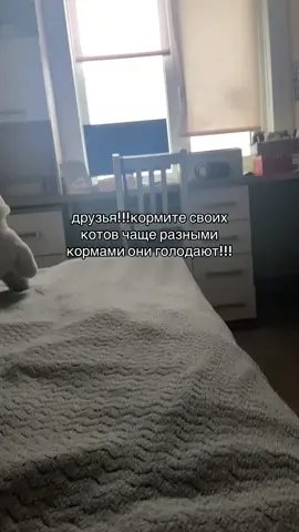 степан жгет #кот #бедные #fyp 