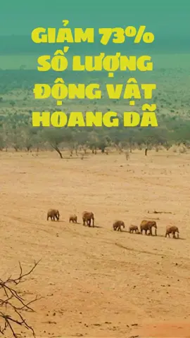 Qủa là một thực trạng đáng buồn 😞  Cùng nâng cao ý thức của mỗi người để bảo vệ môi trường và hệ sinh thái bạn nhé! #wildaidvietnam #bantinnguoi