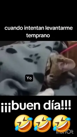 #humor #videosgraciosos #gatos #mascotas #miercoles #trabajo 