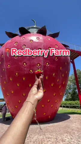 Part 2: The journey continues! The Redberry Farm has my heart! Highly recommend checking it out when you’re in George. See you at the next stop! 🚘 #redberryfarmgeorge🍓 #thingstodoingeorge #westerncape #strawberrypicking #strawberryfarm #giantstrawberry #travelvlog #biltongwrap #justkaraza