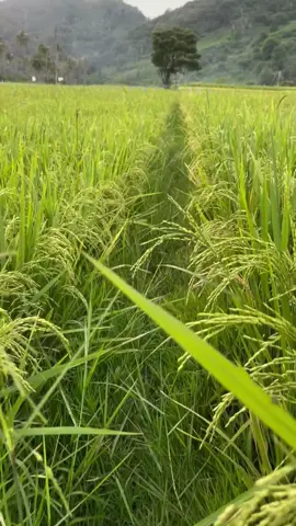 Ang sarap maglakad sa pilapil pag ganito kaganda ang view #provincelife  