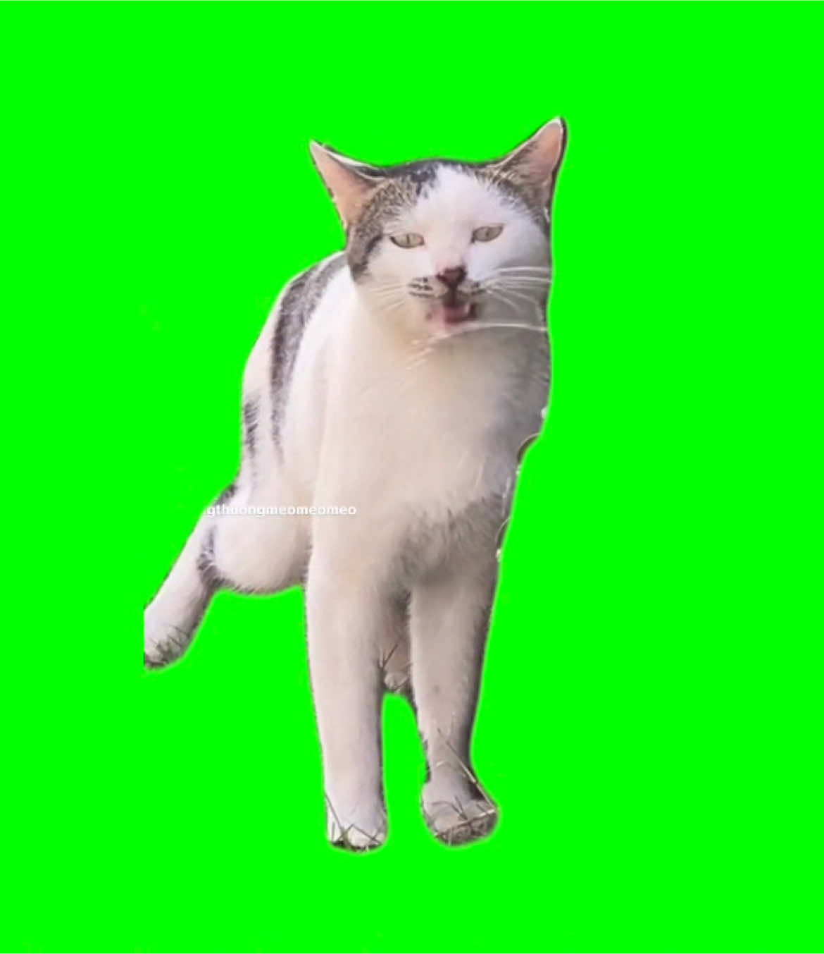 レロレロレロレロ🐱🚿 #ミーム #fyp #capcut #funnycat #レロレロレロレロ #ジョジョ 