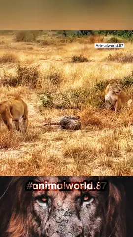 tiger attacks leopard and lion stops it #lion #animal #animals #animalsworld #thegioidongvat #wildlife 