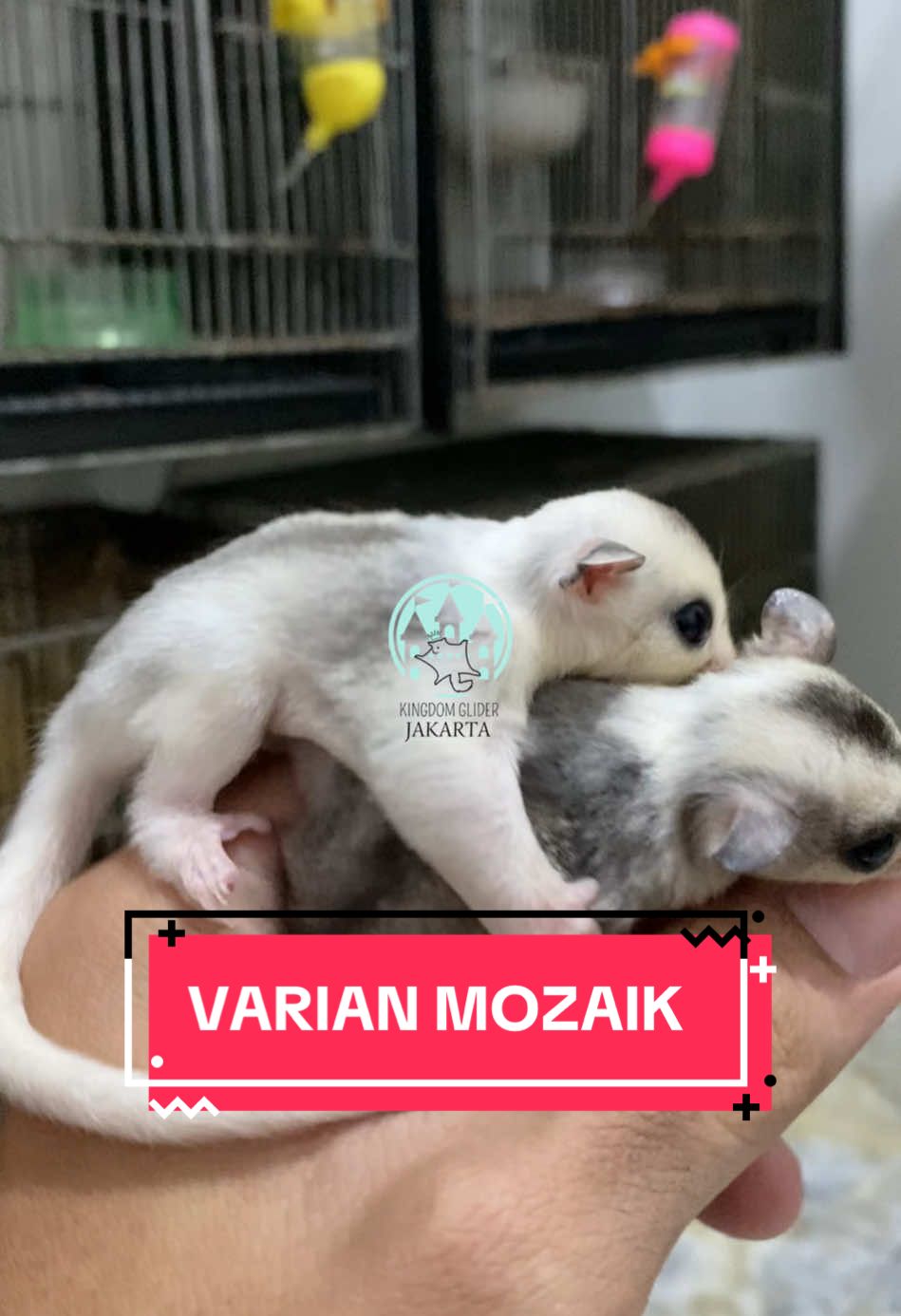 JINAK COCOK UNTUK PEMULA Open booking jenis varian Mozaik Jenis kelamin : Jantan dan Betina Karakter : Jinak Usia : 3-4 Minggu Lokasi Cakung Jakarta Timur Siap kirim-kirim, cod menyesuaikan atau anter kerumah. Offline Store : Gmaps Kingdom Glider Jakarta #kingdomgliderjakarta #sugarglider #sugargliderindonesia #sugargliderlover #sugargliderjakarta #sugargliderbandung #sugargliderjakartaselatan #sugargliderjakartatimur #sugargliderjakartabarat #sugargliderjakartapusat #sugargliderjakartautara #classicgrey #sugargliderclassicgrey #whiteface #sugargliderwhiteface #mozaik #sugarglidermozaik #leucistic #sugargliderleucistic #platinum #sugargliderplatinum #creamino #sugarglidercreamino #albino #sugarglideralbino #likesforlike #fyp #followforfollowback #ff