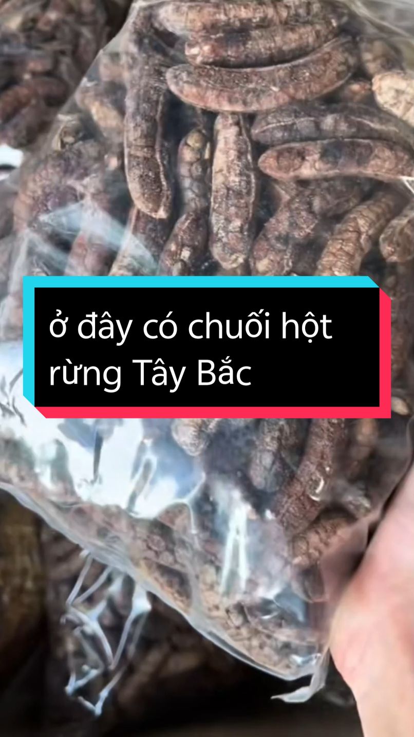 #xuhuong chuối hột rừng Tây Bắc ngâm rượu nấu nước uống đều được. #xuhuongtiktok #trending #chuoihotrung #chuoihot #chuoihotrungtaybac #buigiaphat37 #buivanhong37 #honggiadung3761 @Hồng Gia Dụng 3761 @Hồng Gia Dụng 3761 @Hồng Gia Dụng 3761 