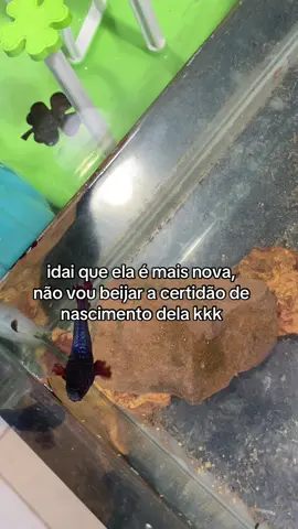 A dica é te abraca mísera 🤣  #peixes #viral #fyy #dicas #fanpage #memesbr 
