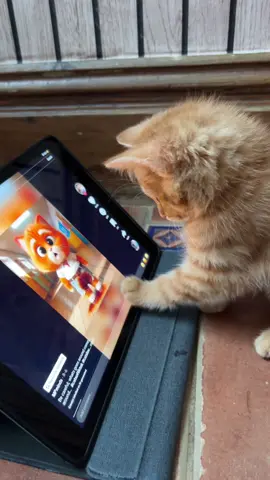 Munchkin junior reacts to sad video #pet #cat #cute 