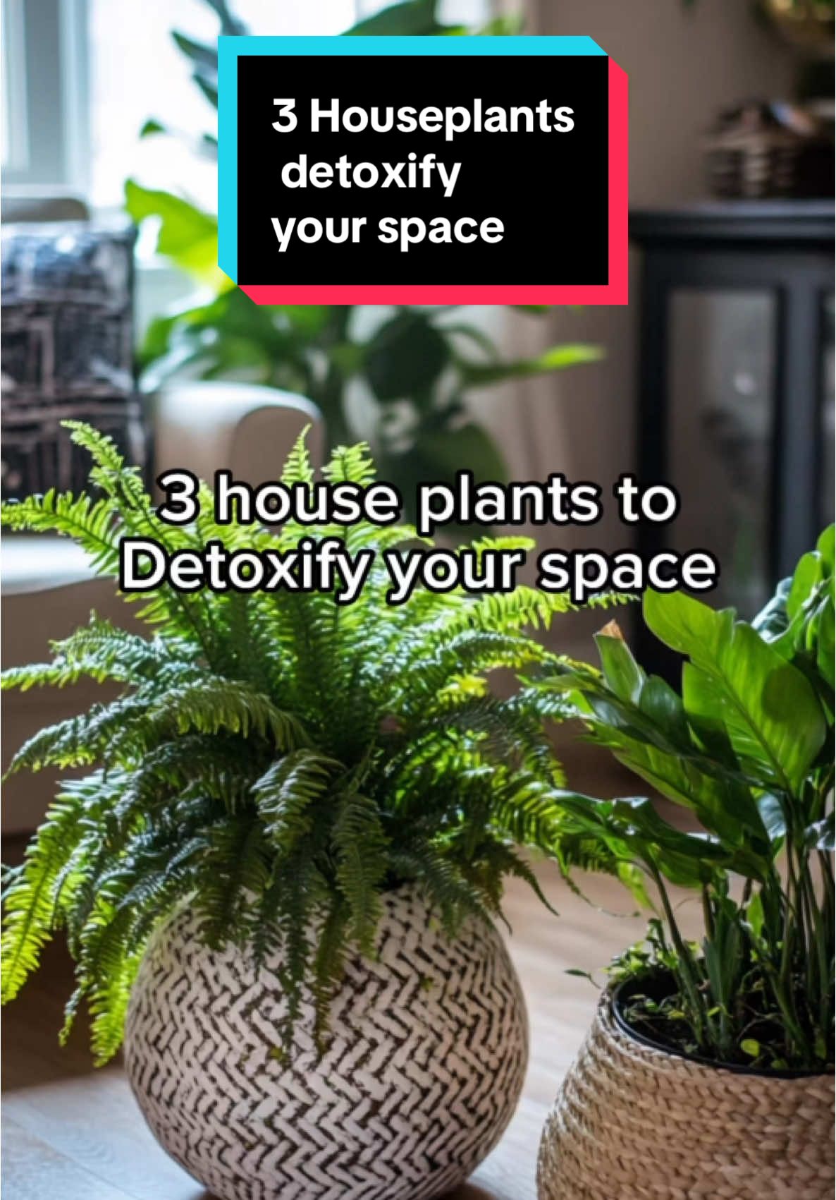 These 3 houseplants will detoxify your space and bring life to any room! From the bold Rubber Plant 🌱 to the resilient Chinese Evergreen 🍃 and lush Boston Fern 🌿, each adds fresh air and unique vibes. #DetoxYourSpace #Houseplants #GreenLiving #PlantDecor
