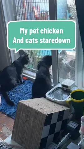 #mypets #petchicken #chickensoftiktok #catmom #tawnietheneuromermaid #neuromermaid 