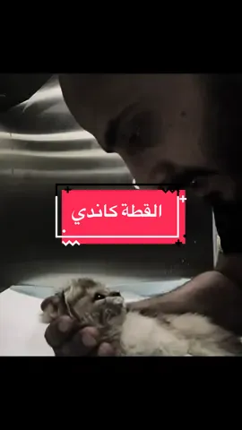 يعتني بقطة مريضة ( ماتت رغم كل المحاولات) 💔 #الإنسانية #فيديوهات #حزن #ساد #الرحمة #fyp #foryou #tiktok #viral @محمد بن عبدالله 