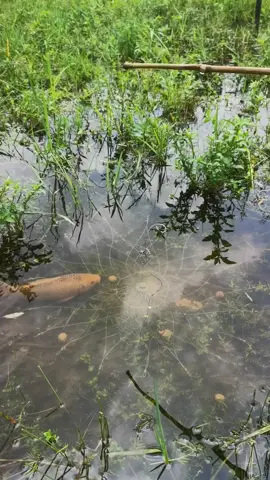new fishing trick #fish #fishingtricks #growmyaccount #LearnOnTikTok