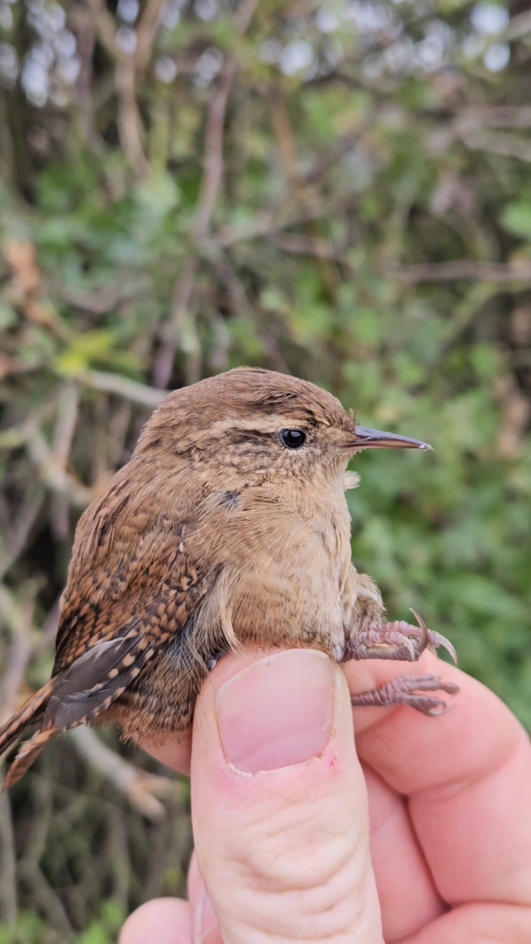 Meet the most common bird in Britain - the Wren. #birds #nature #fyp #Outdoors #Science #birdringing 