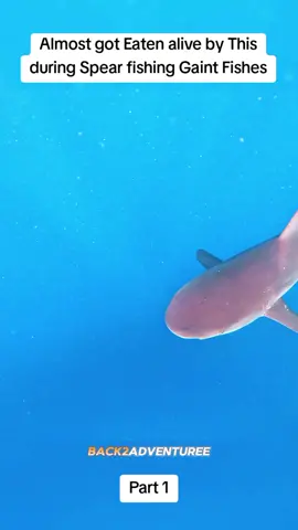 How many fishes i caught ? part 1 #survival #camping #Outdoors #catchandcook #solocamping #spearfishing 