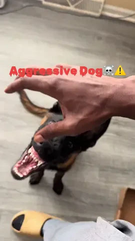 Dog bites his owner😱‼️  #dogbite #dogattack #malinois #belgianmalinois #belgianshepherd #bite 
