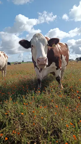 دكالة بلاد الخيرات  #هولشطين #دكالة_بلاد_الخيرات❤️💪💯 #farm #farm #هولشطين #أبقار #الكسيبة #الفلاحة #المغرب🇲🇦تونس🇹🇳الجزائر🇩🇿 #المغرب #فقيه_بن_صالح #شياظمة_العالم #اولادـفرج #اكسبلور #vairal #اكسبلور #الشعب_الصيني_ماله_حل😂😂 