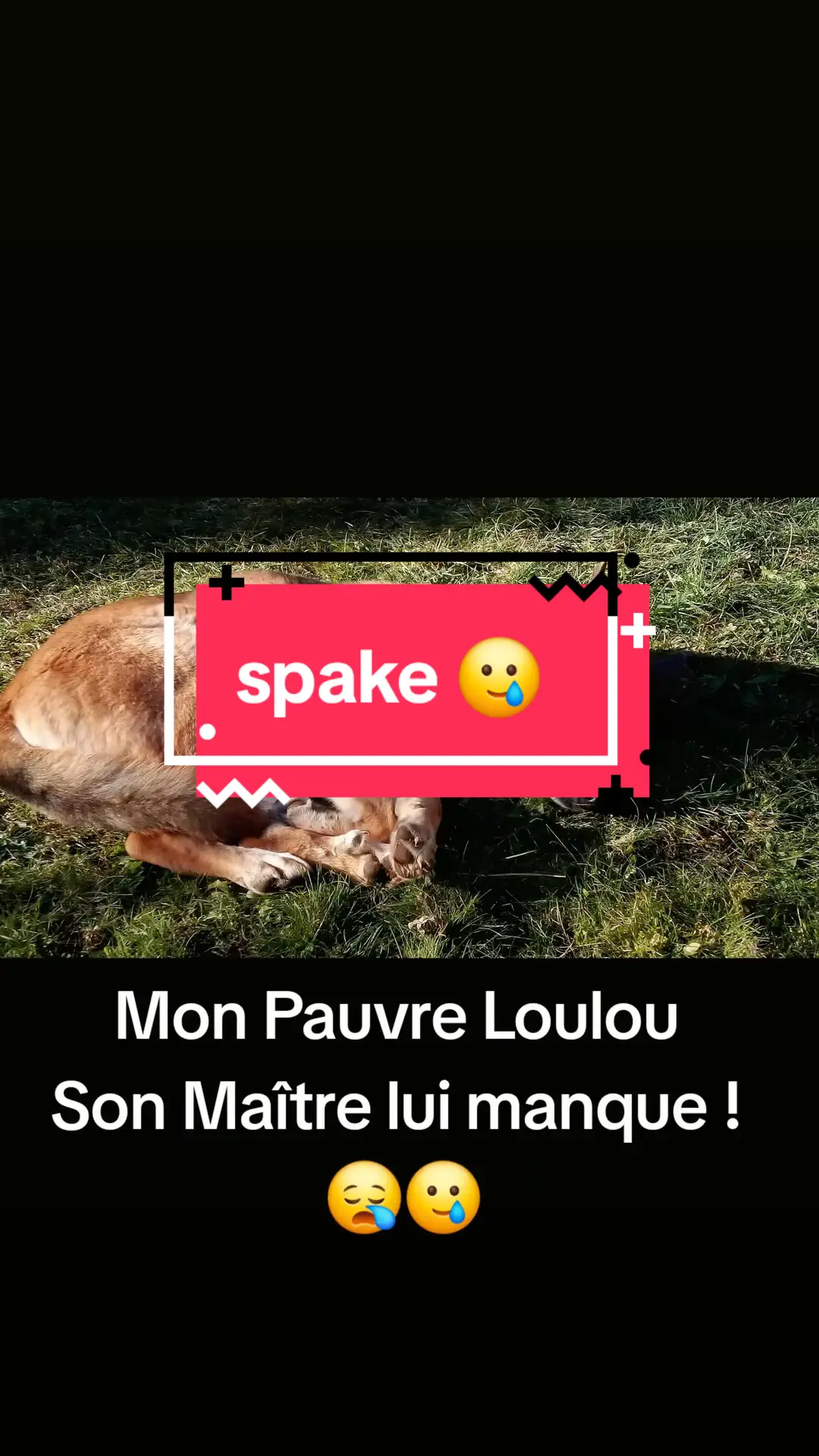 c'est trop triste, son maître lui manque beaucoup 🥲🥲 #dogsoftiktok #chienmignon #triste💔 