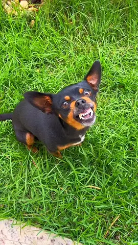 Cães Que Cancelam Seu CPF  #animais #animaisnotiktok #kangal #canecorso #dog #pinscher #humor #caes #cao 