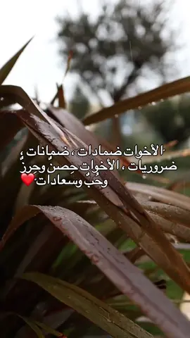 #foryoupage #fypシ゚viral🖤tiktok☆♡🦋myvideo #tiktok #مالي_خلق_احط_هاشتاقات #اختي_حياتي #الاخت #اختي_حبيبتي_وضي_عيوني 