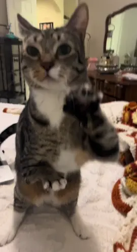 #fyp #foryou #foryoupage #cat #fypage #cat #fypage #catsoftiktok #PetsOfTikTok #pets 