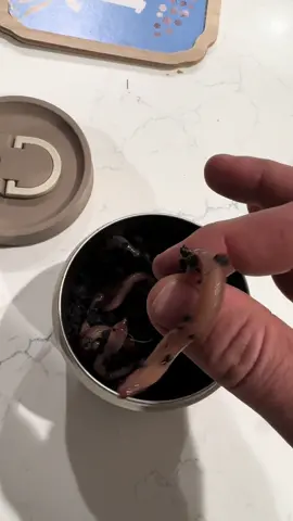 @Squirm Shack is the best worm holder out there. #worms #fishing #Outdoors #bassfishing #lakefishing #fish #squirmshack 