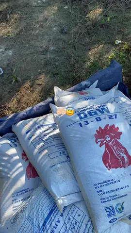 #petanimuda #petani #sawit #sawitontiktok #sawitindonesia #minyaksawit 