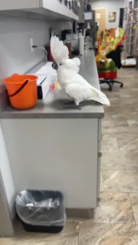 🎶 ive got sunshine, on a cloudy day 🎶 🫶 #birdsoftiktok #cumulusthecockatoo #smile #goodvibes #sing 