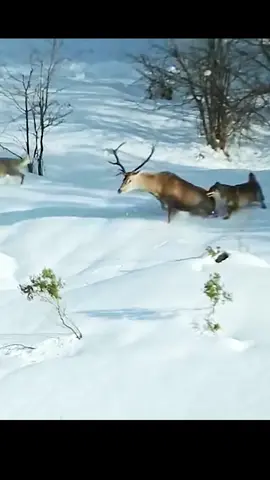 #amazinganimalsworld #wildlife #animalslifestyle 