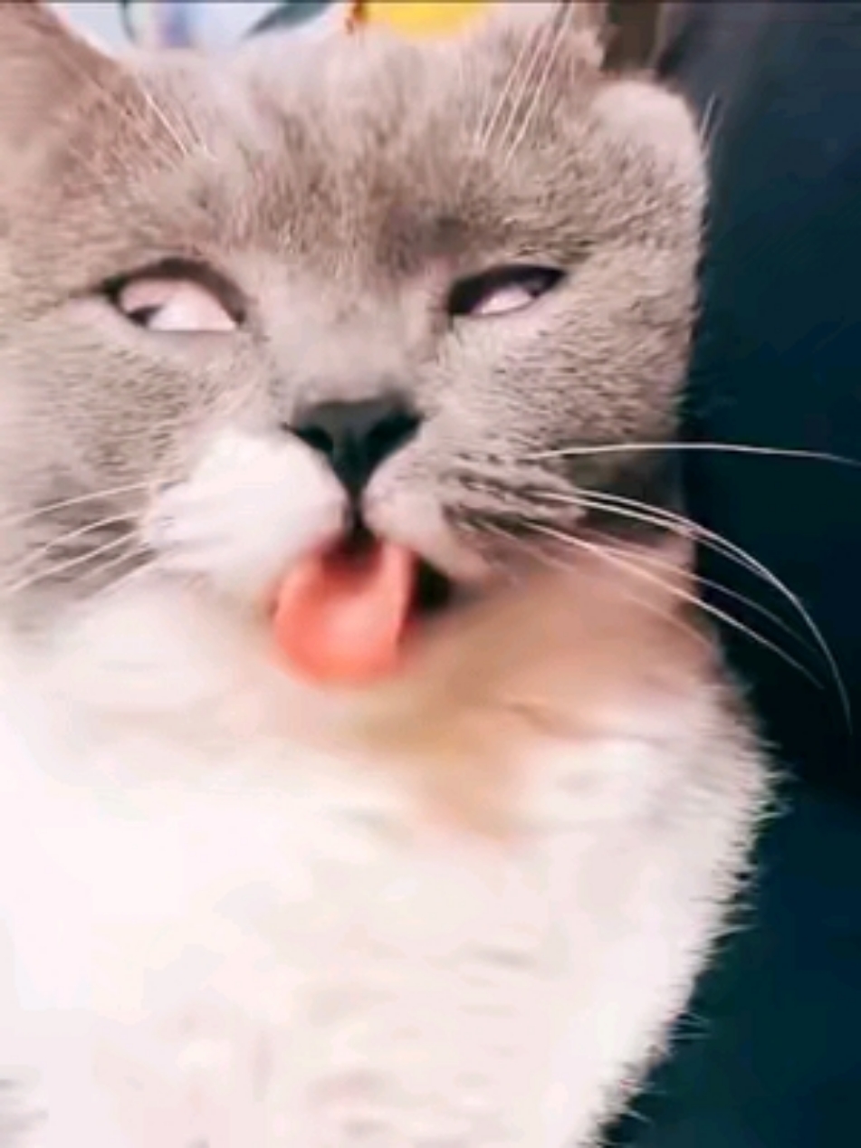 Most Viewed Funny Video Of Cats 🤣 😂 Pet Parents Life.. Funny Cat Moments #funnycats #kittenmemes #catsoftiktok #laughing #funnymoments #catmoments #catpranks #catparents #funnyanimals #animalmoment #catlovers  #catstory #viralhashtag #Funny #Cats #cutecats #kittens #meow #pawsitivevibesglobal #besthashtag #kitten #comedy #viralcatvideos #hahahahaha #funnymoment #foryou #fyp #funnycompilation #catmeme #kidscomedy 