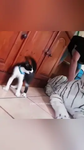 Cat pranks #funnyanimals#kitty#foryoupage#cutecat#cat#cats#catlover#catsoftiktok#funny#foryou#funnytiktok