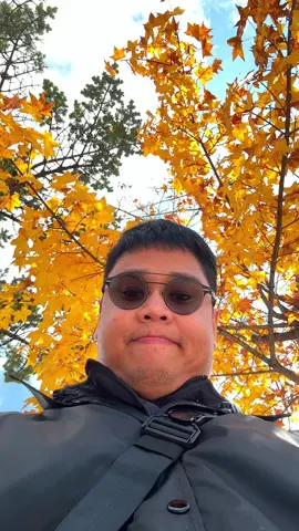 🍁🍁🍁🍁