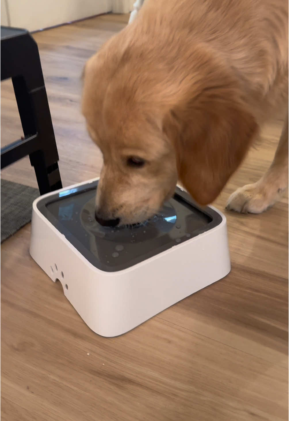 Love this anti-splash dog bowl! Our cats even use it! @PuppHub™ #pupphub #thezerosplash #dogbowl #dogsoftiktok #puppy #puppytiktok #CapCut 