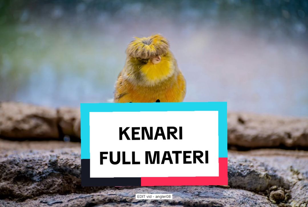 kenari full isian #masterankenari #pancingankenari #pancingankenaripaud #masterankenaripaud #burungkenari #kenaripaud #kenarigacor #kenarimania #kenarimaniaindonesia #kenaricengkokmewah #masteranburung #masteranrolltembak #masteranburungjuara #masteranmuraibatu #masterancucakijo #masteransogon #masterankonin #masterankacer #masteranburungmaterimewah #masteranburungfullmateri #masteranburungfulltembakan #kicaumania #fyp #masteranfullmateri #masteranpelatuk #masterancendet #masterankolibri #masteranpleci #masterantengkekbuto  #masterankenarirusia #masterancigun #masteransikatanlondo #masterantembakankasar  #masteransogon #masterancililin #kenariyorkshire #kenarirasmi 