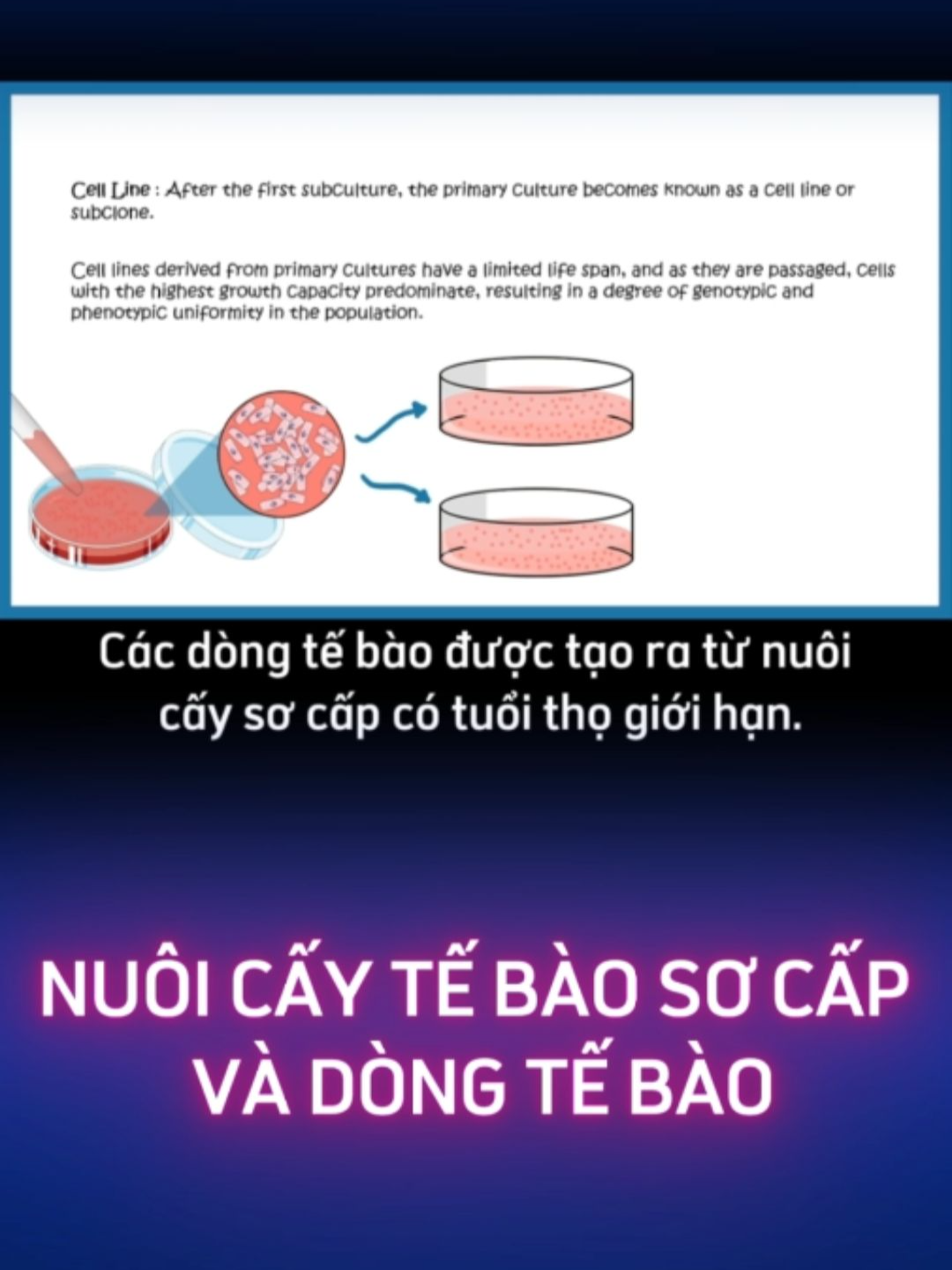 Nuôi cấy tế bào sơ cấp và dòng tế bào Video này nói về nuôi cấy tế bào, Chúng ta sẽ tìm hiểu về các thuật ngữ cơ bản quan trọng để hiểu nuôi cấy tế bào. Đầu tiên, chúng ta sẽ tìm hiểu về nuôi cấy tế bào sơ cấp. Nuôi cấy tế bào sơ cấp bắt đầu bằng việc tách tế bào khỏi mô gốc của động vật hoặc thực vật. Quá trình tiêu hóa bằng enzyme hoặc cơ học được thực hiện để loại bỏ cấu trúc mô và giải phóng các tế bào khỏi những thiết lập giống như mô. Việc pipet nhiều lần với trypsin hoặc các enzyme khác như Accutase...có thể loại bỏ cấu trúc mô,cuối cùng tạo thành huyền phù tế bào. Các huyền phù tế bào này được đưa vào môi trường nuôi cấy đặc biệt hỗ trợ sự phát triển của chúng, tạo thành nuôi cấy mô sơ cấp. Điều này có nghĩa là từ cơ quan, bạn tách tế bào và đưa chúng vào môi trường nuôi cấy để có được nuôi cấy tế bào sơ cấp. Nuôi cấy tế bào sơ cấp có các động lực tăng trưởng khác nhau. Đầu tiên là pha tiềm phát, nơi không có sự tăng trưởng đáng kể, tiếp theo là pha log, hoặc pha tăng trưởng cấp số nhân, nơi các tế bào phát triển một cách cấp số nhân . Cuối cùng, khi các tế bào phát triển, môi trường trở nên hạn chế và không còn đủ diện tích bề mặt để phát triển tiếp, dẫn đến pha ổn định. Khi nuôi cấy tế bào đạt đến pha ổn định này, nó được gọi là tế bào hợp nhất. Sự hợp nhất thường được sử dụng để đo lường số lượng tế bào, so sánh diện tích bề mặt tế bào với diện tích bề mặt đĩa nuôi cấy để xác định mức độ đông đúc của các tế bào.Nếu quá đông, các tế bào sẽ không nhận đủ dinh dưỡng hoặc môi trường để phát triển.Khi chúng quá đông, chúng cần được tách nuôi cấy phụ. Lần đầu tiên bạn tách nuôi cấy những tế bào này, chúng trở thành một dòng tế bào. Dòng tế bào chỉ là một dòng con được tạo ra sau lần nuôi cấy phụ đầu tiên. Từ nuôi cấy này, khi các tế bào trở nên đông đúc, đã đến lúc tách chúng ra hai bình khác nhau, quá trình này được gọi là nuôi cấy phụ. Sau khi nuôi cấy phụ, chúng được gọi là dòng tế bào. Các dòng tế bào được tạo ra từ nuôi cấy sơ cấp có tuổi thọ giới hạn. Khi chúng được chuyền qua nhiều lần, các tế bào có khả năng tăng trưởng cao nhất sẽ chiếm ưu thế trong nuôi cấy, dẫn đến mức độ đồng nhất về kiểu gen và kiểu hình cao trong quần thể tế bào được nuôi cấy. #longersvideo #npslab