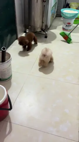 Đam mê bắt chuột🫣#pets #chomeo #chó_cưng #meow 