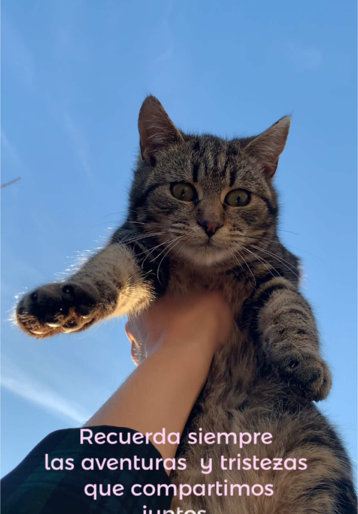 Mensaje de tu mascota. #mascotas #pets #paratiiiiiiiiiiiiiiiiiiiiiiiiiiiiiii #fpy  #fpyシ  #viraltiktokvideo #paratí 