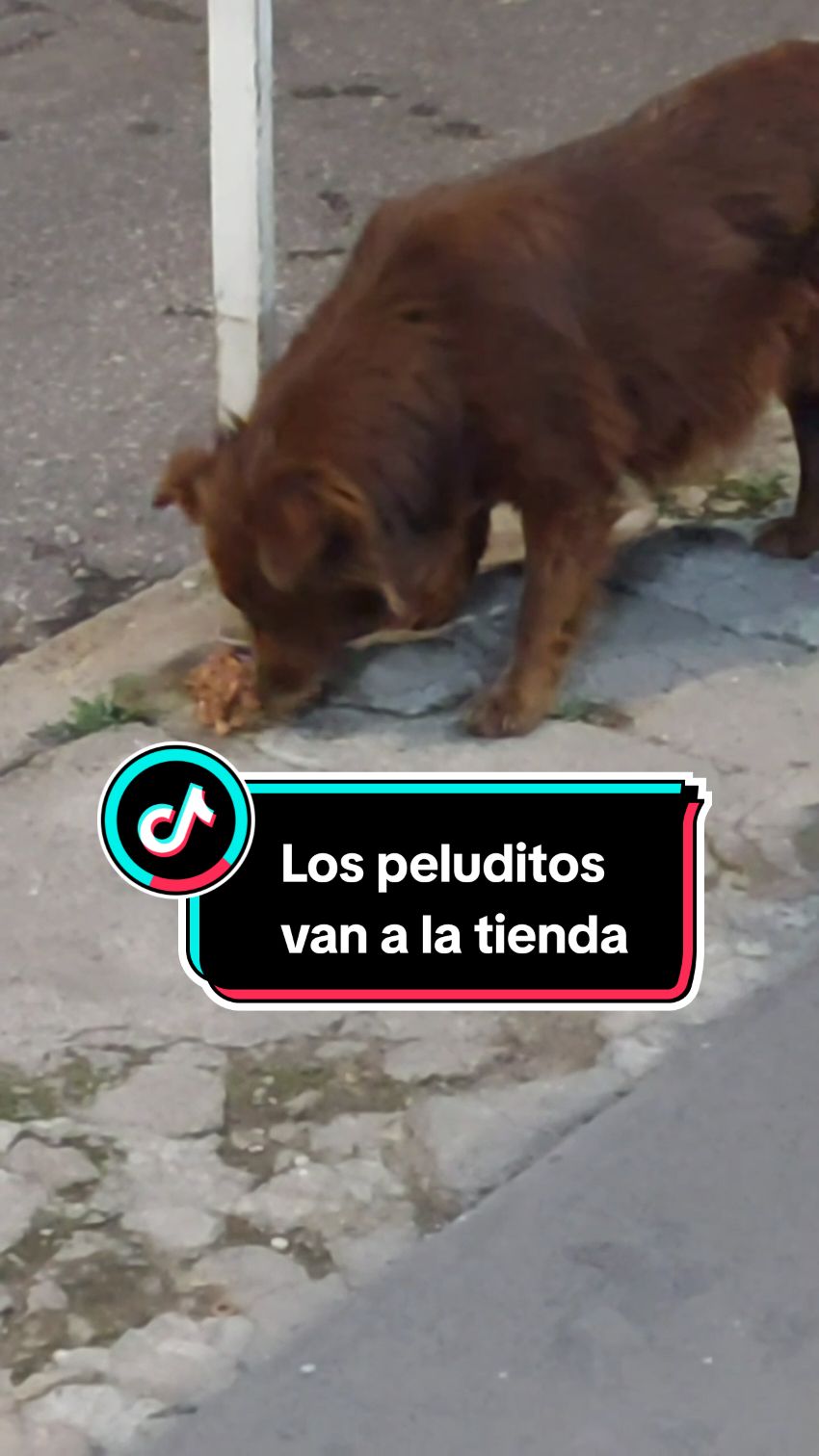 No tengo emoción o emoji para la descripción del vídeo...😦 . . . . . #perritos #🐶 #humor #fyp #parati #mexico #tiktokmexico🇲🇽 