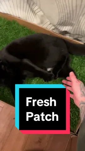 @freshpatch really is my roomates cats new best friend. Everytime I go to look for her this is where she is. #freshpatch #catsoftiktok #giftideasforpetlovers #tiktokshopcybermonday #tiktokshopblackfriday #holidayhaul 