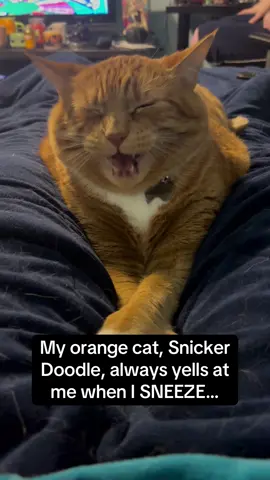 Snicker Doodle’s side eye on the last video 🤣🤣 #RoadTo16Million #Pubity  (Dani Reumont via ViralHog)