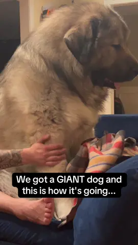 His Grinch face near the end 🥺🥺 #RoadTo16Million #Pubity  (Laura Murphy & @yogibearsmom via ViralHog)