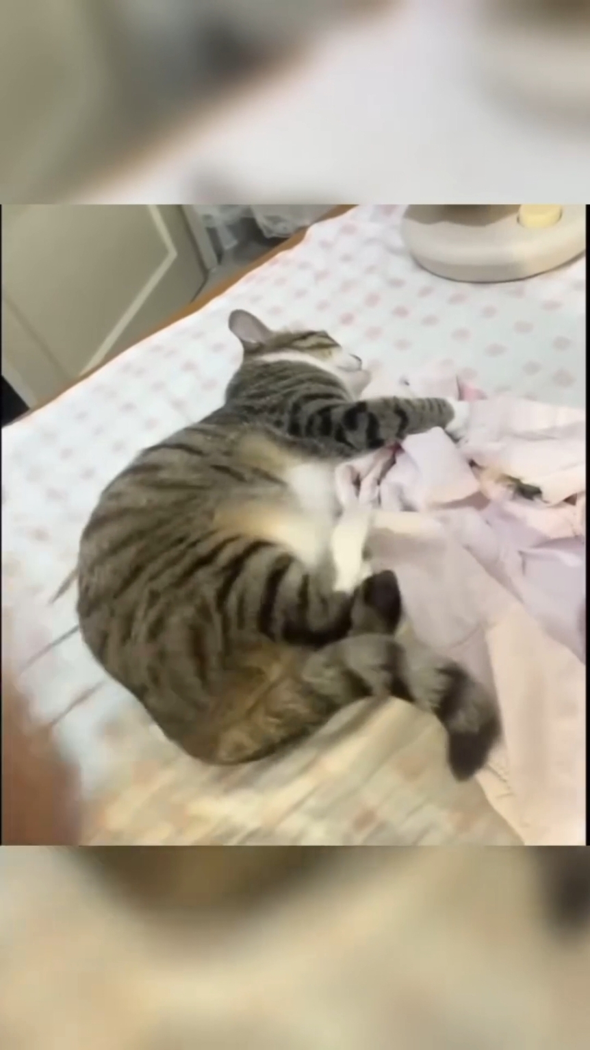 Funny cat videos |Try not to laugh / Смішні відео про котів | Спробуйте не сміятися #кіттіктокер #кітукраїнець #кіт #cattok #catlover #cats #catsoftiktok #cat #cute #кот #kitten #котики #коты #котенок #котикиприколы #котыприколы #смешное #смешныеживотные #собака #собакадругчеловека #собаки #dog #dogsoftiktok #dogs #doglover #tiktok #собакиприколы #котики #котикиприколы #кумеднікоти #catsoftiktok #yellowcat #котысобаки #котята #котыприколы #собакиприколы #приколы #лучшее 