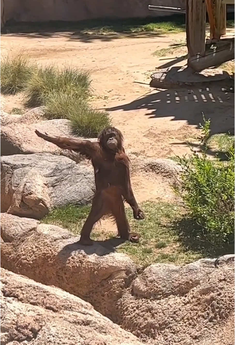 Zoo with funny monkey🤣#monkey #gorilla #zoo #funnyvideo #funnymonkey #fail #hilarious #🤣🤣🤣 