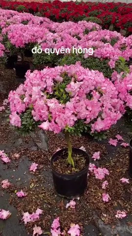 #hoadoquyen #hoatet #câycảnh 